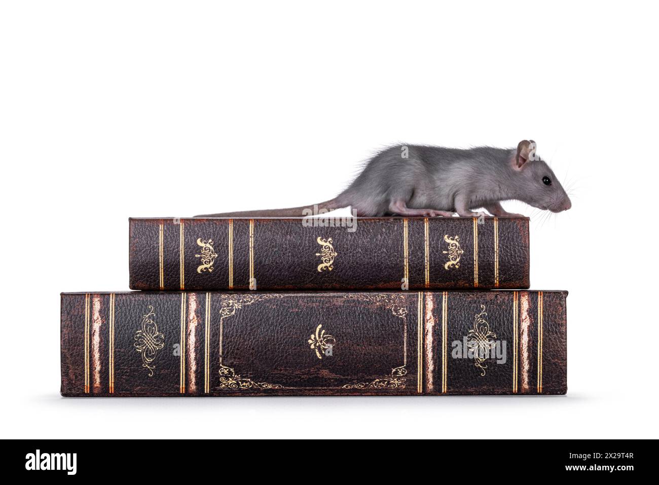 Cute little blue rat walking side ways over stacked old books. Looking ...