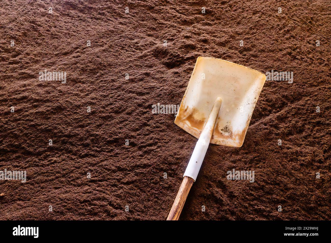 Shovel on pile of tea during producing process in tea factory in Sri Lanka. Stock Photo
