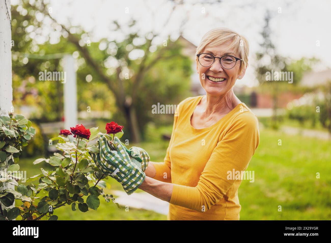 Portrait of happy senior woman gardening. She is pruning flowers. Stock Photo