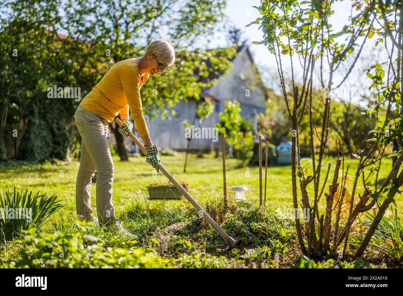 Happy senior woman gardening in her yard. She is using garden hoe Stock ...