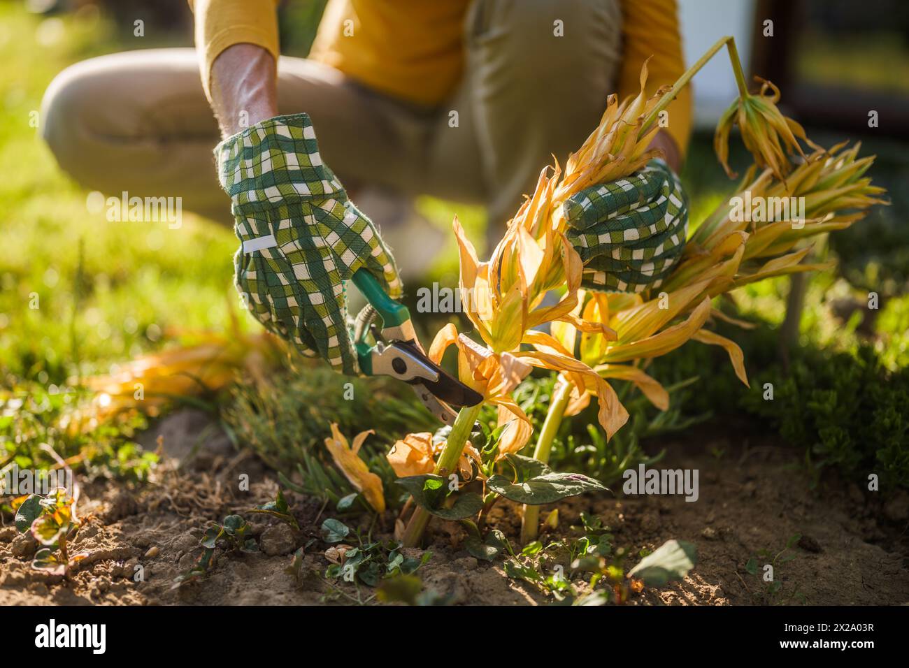 Pruning She Close up image of senior woman gardening. She is pruning plants Stock ...