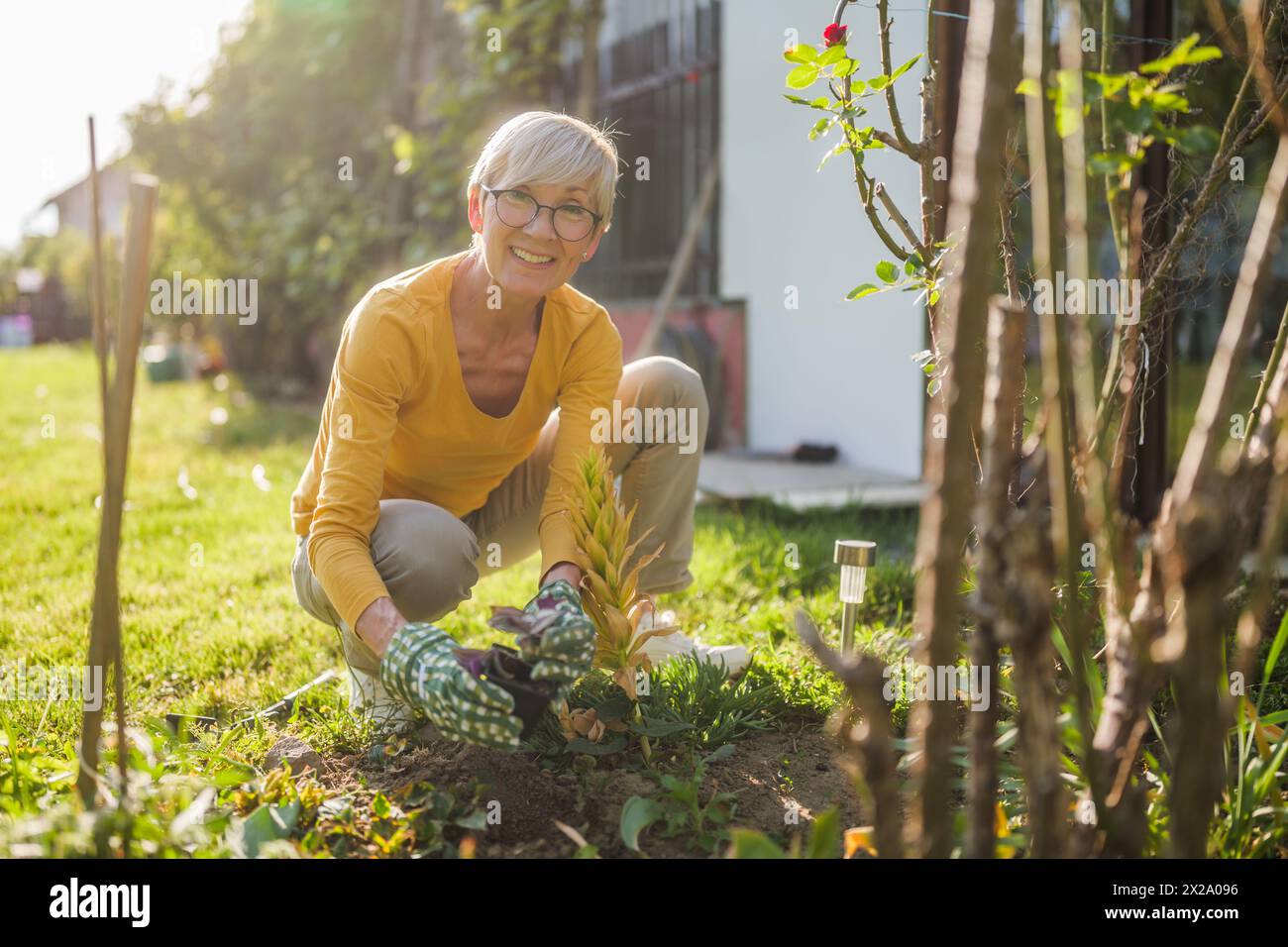 Happy senior woman gardening in her yard. She is is planting a flower ...