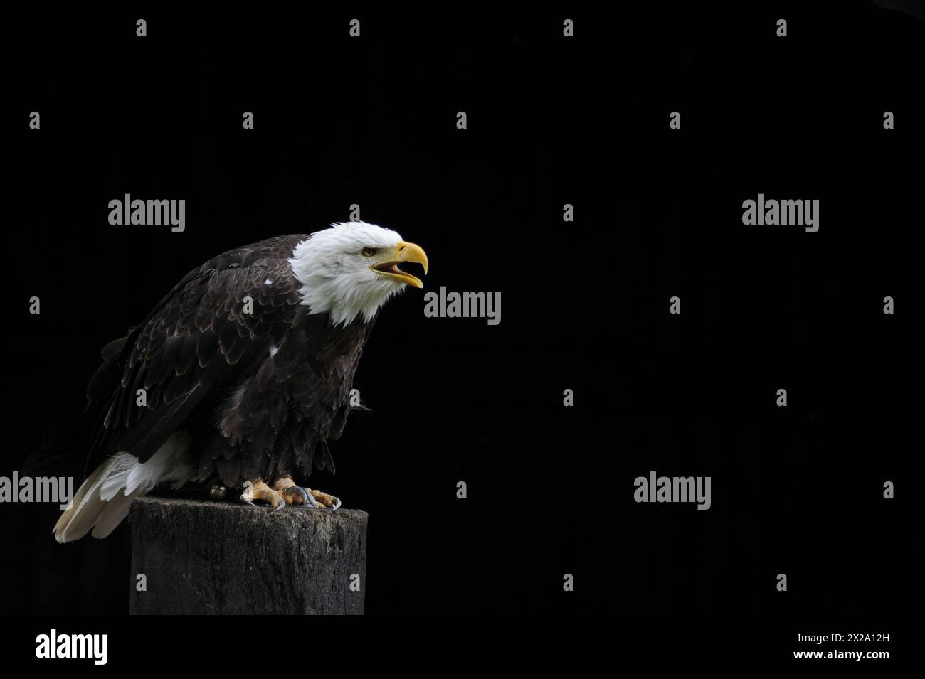Fish eagle white background hi-res stock photography and images - Alamy