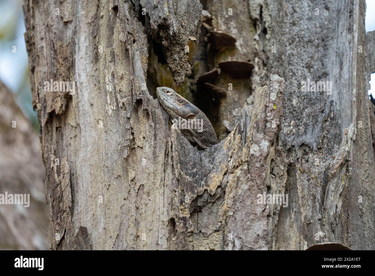 An Indian Monitor Lizard in a Tree in the jungle. Stock Photo