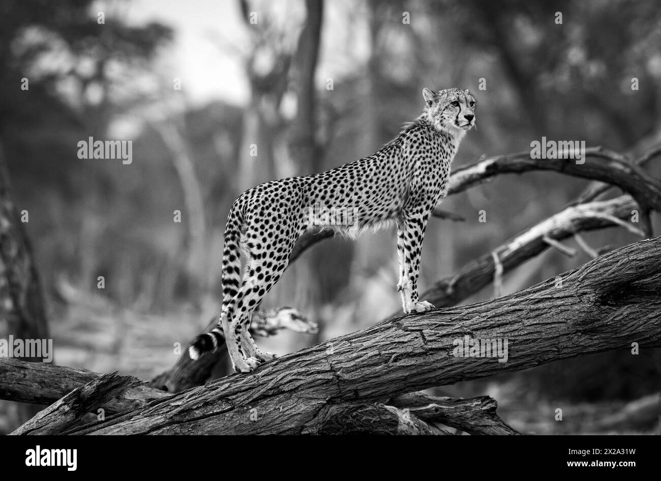 A cheetah is seen in Mana Pools National Park on January 2024 Stock Photo