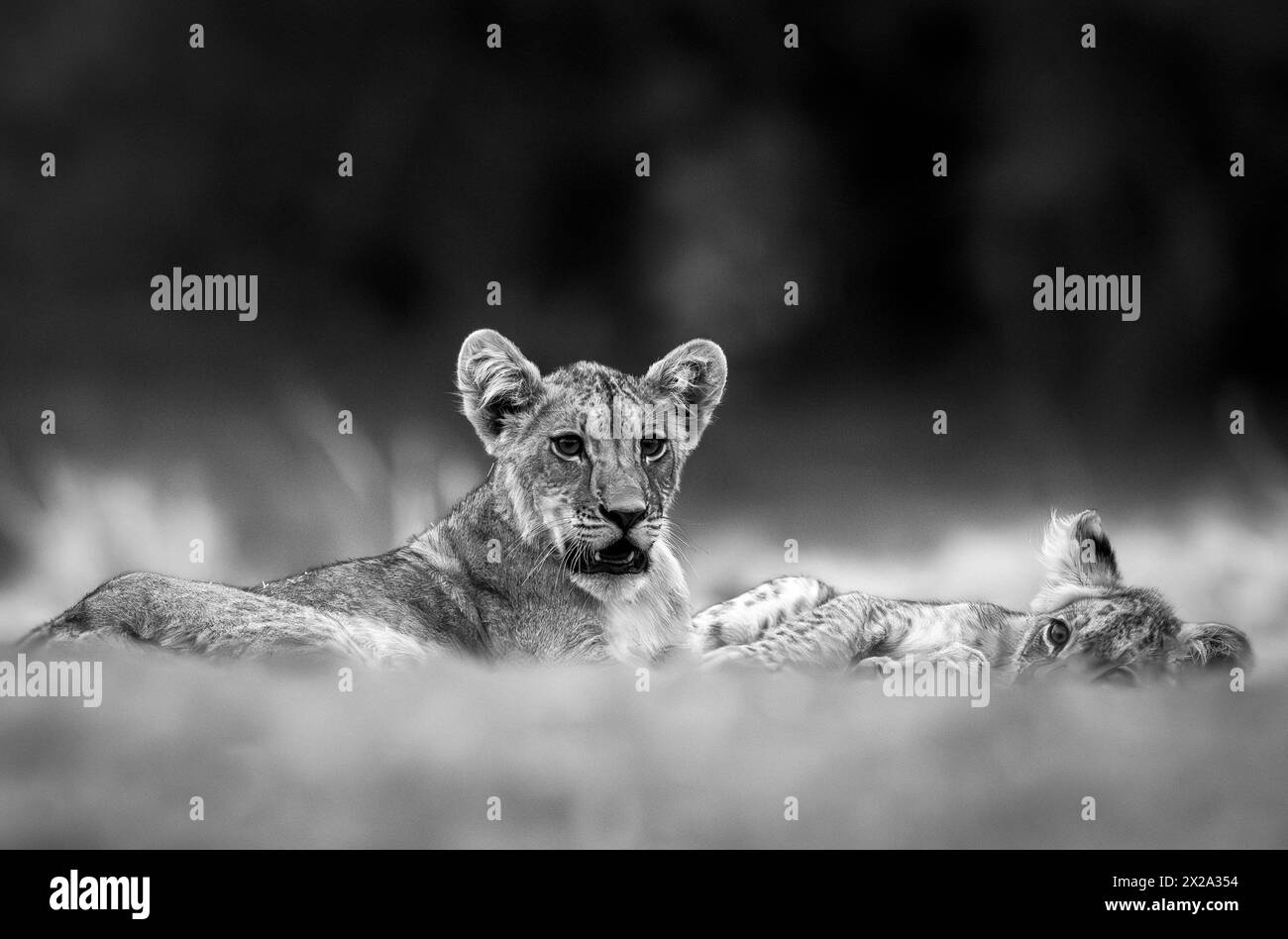 Lion cubs are seen in Okavango Delta on January 2024 Stock Photo - Alamy