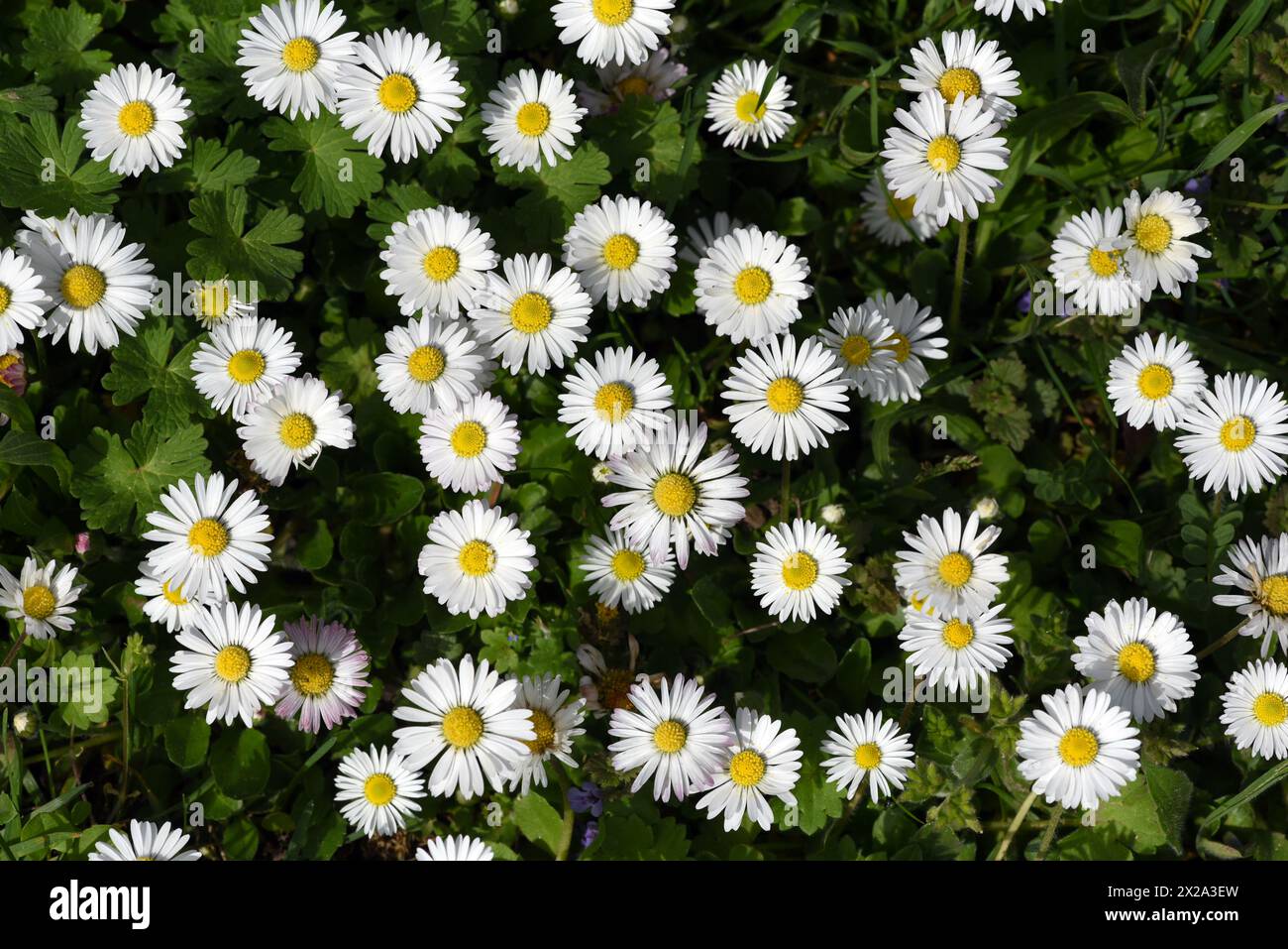 Gaensebluemchen, Bellis Perennis ist eine essbare Blume mit weissen Blueten. Sie ist eine wichtige Heilpflanze und wird in der Medizin verwendet. Sie Stock Photo