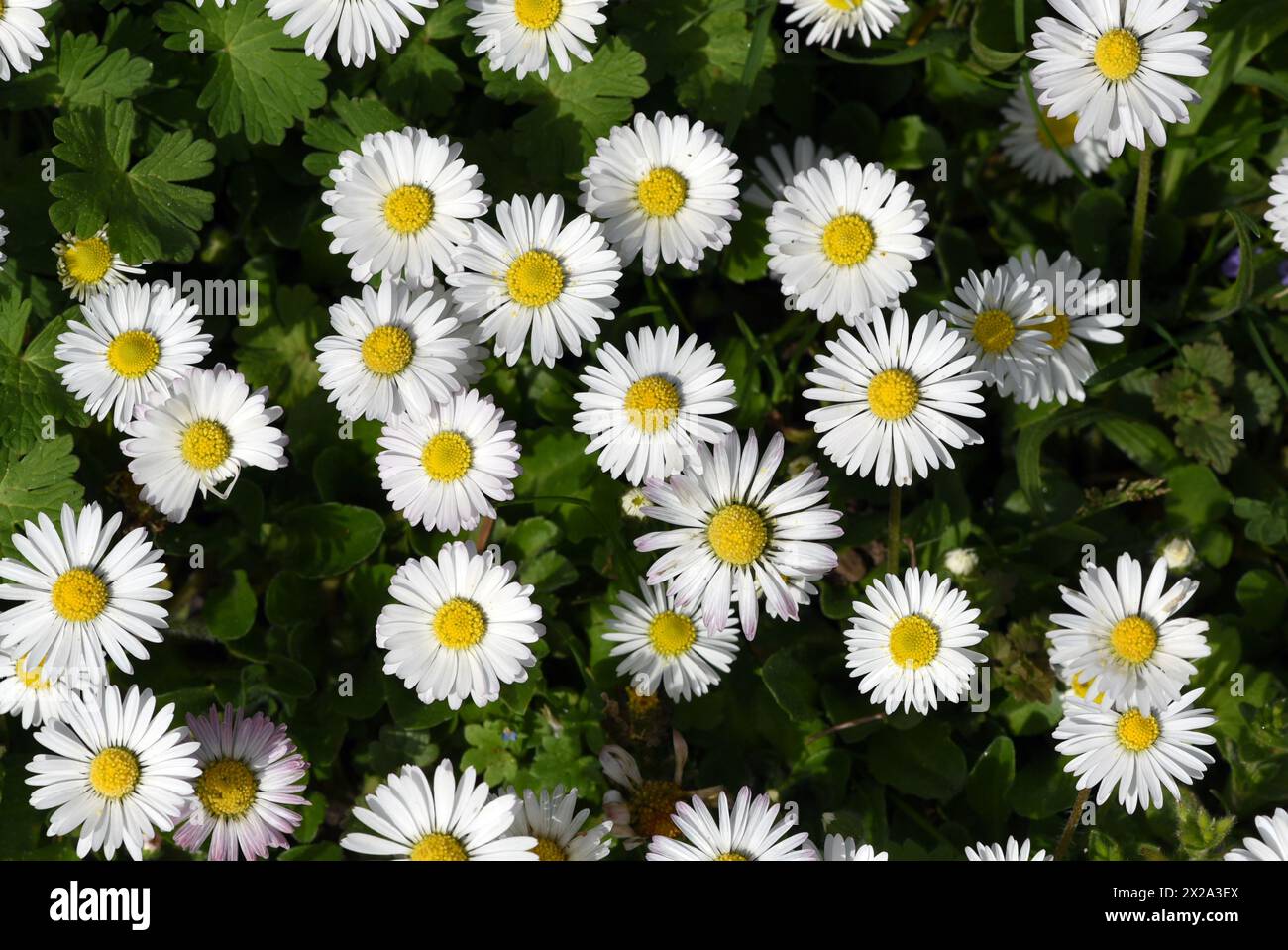 Gaensebluemchen, Bellis Perennis ist eine essbare Blume mit weissen Blueten. Sie ist eine wichtige Heilpflanze und wird in der Medizin verwendet. Sie Stock Photo