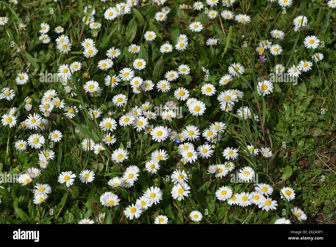 Gaensebluemchen, Bellis Perennis ist eine essbare Blume mit weissen Blueten. Sie ist eine wichtige Heilpflanze und wird in der Medizin verwendet. Sie Stock Photo