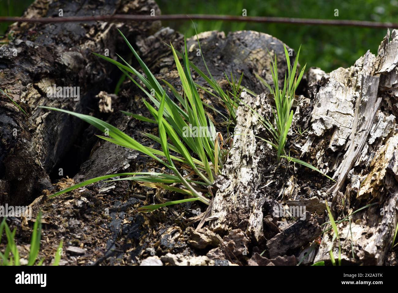 Verrottete Baeume oder Baumstuempfe sollten als wichtige Biotope erhalten bleiben. Rotten trees or tree stumps should be preserved as important biotop Stock Photo