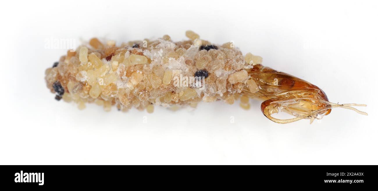 Nemapogon granella (European grain worm or European grain moth) is a species of tineoid moth. Cocoon and abandoned pupa. Isolated on a white backgroun Stock Photo