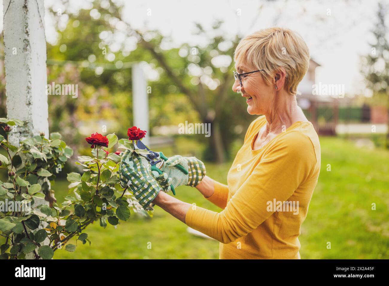 Portrait of happy senior woman gardening. She is pruning flowers. Stock Photo