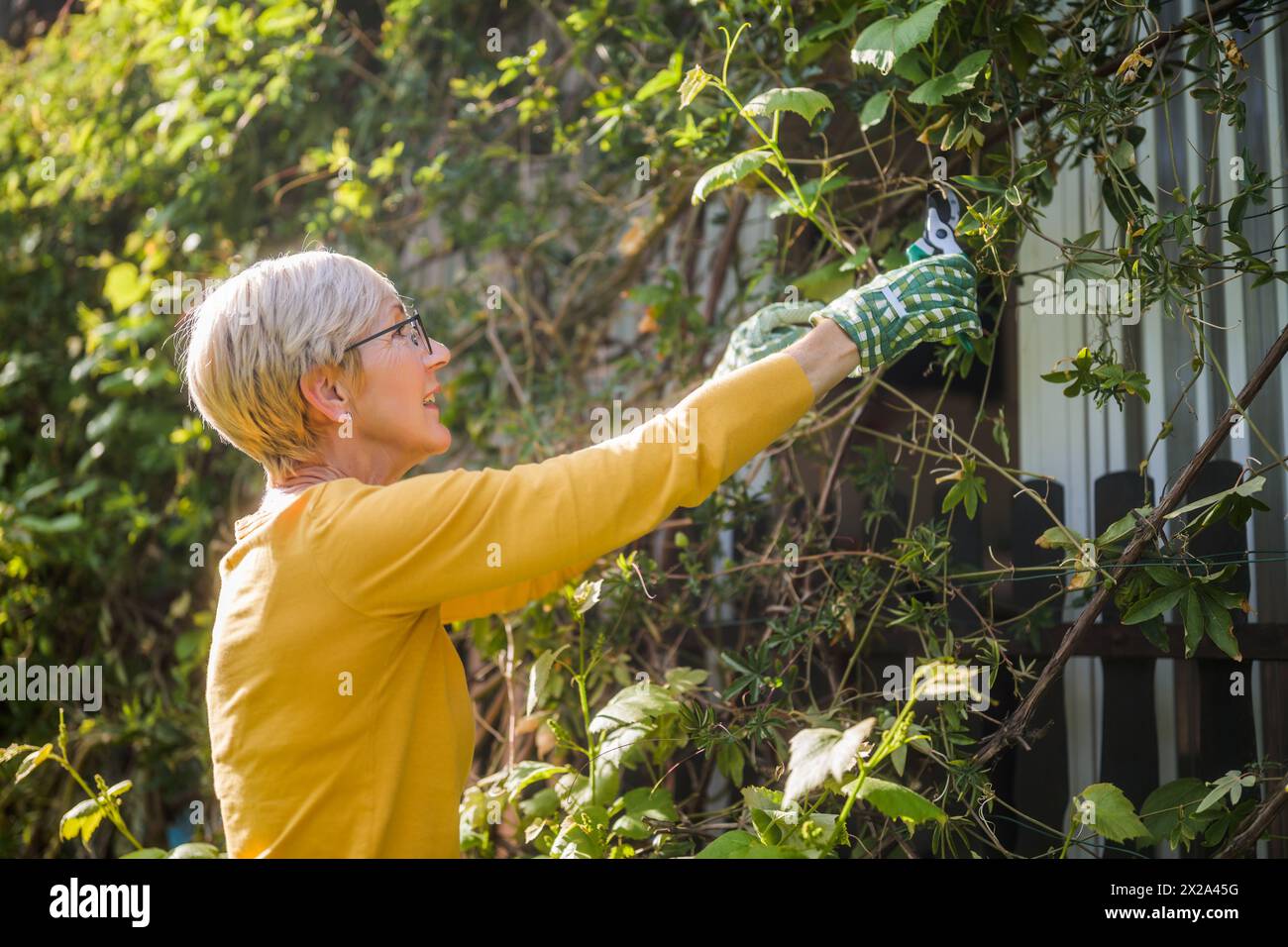 Pruning She Root pruning hi-res stock photography and images - Alamy