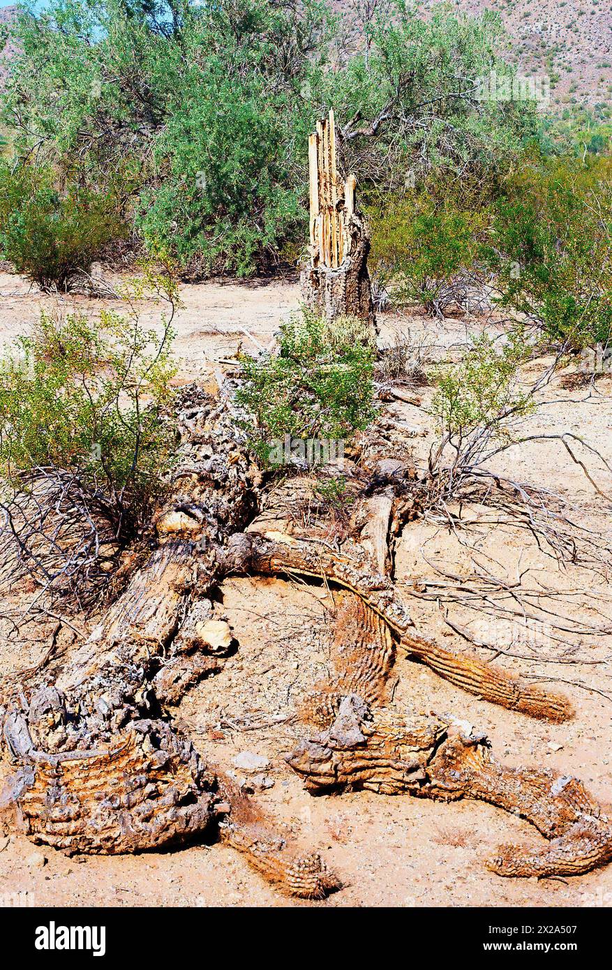 The Sonora desert in central Arizona USA with an old dead saguaro and cholla cactus Stock Photo