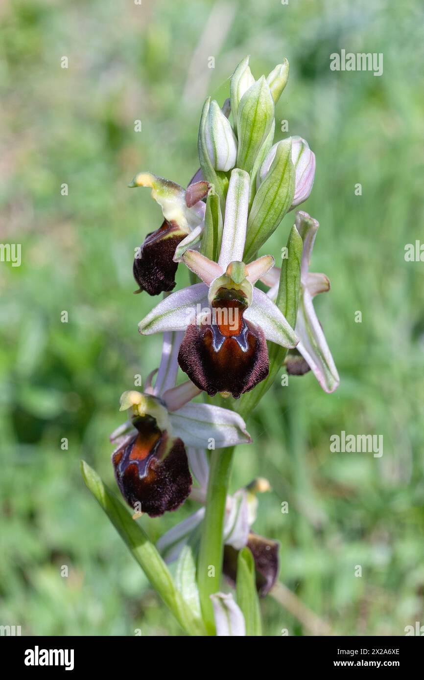 Bee orchids of Morisi (Ophrys morisii), Orchidaceae. Bulbous perennial herb, spontaneous orchid, wild plant. Tuscany archipelaghi, Italy Stock Photo