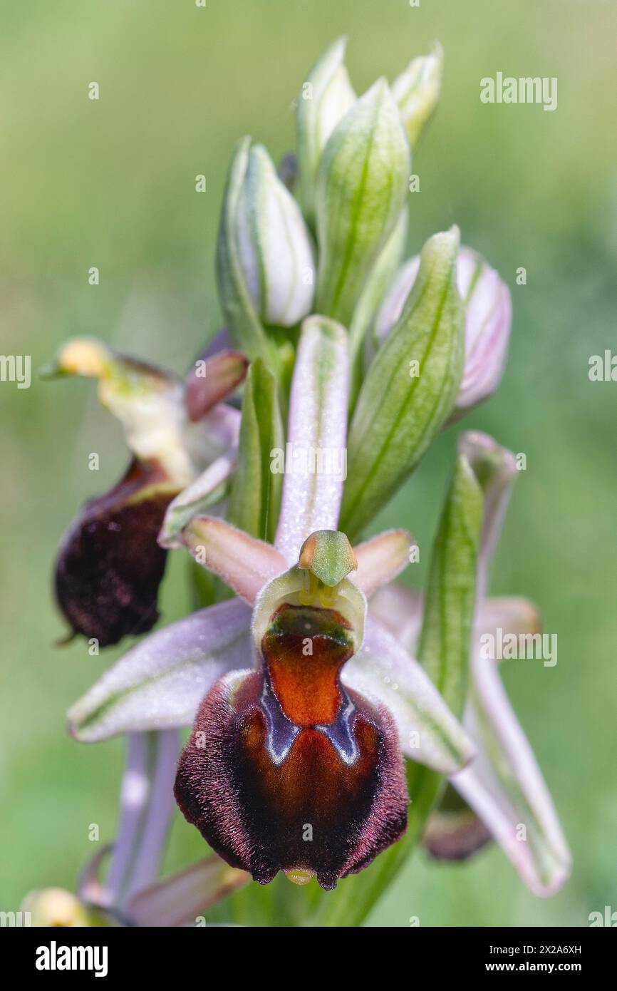 Bee orchids of Morisi (Ophrys morisii), Orchidaceae. Bulbous perennial herb, spontaneous orchid, wild plant. Tuscany archipelaghi, Italy Stock Photo