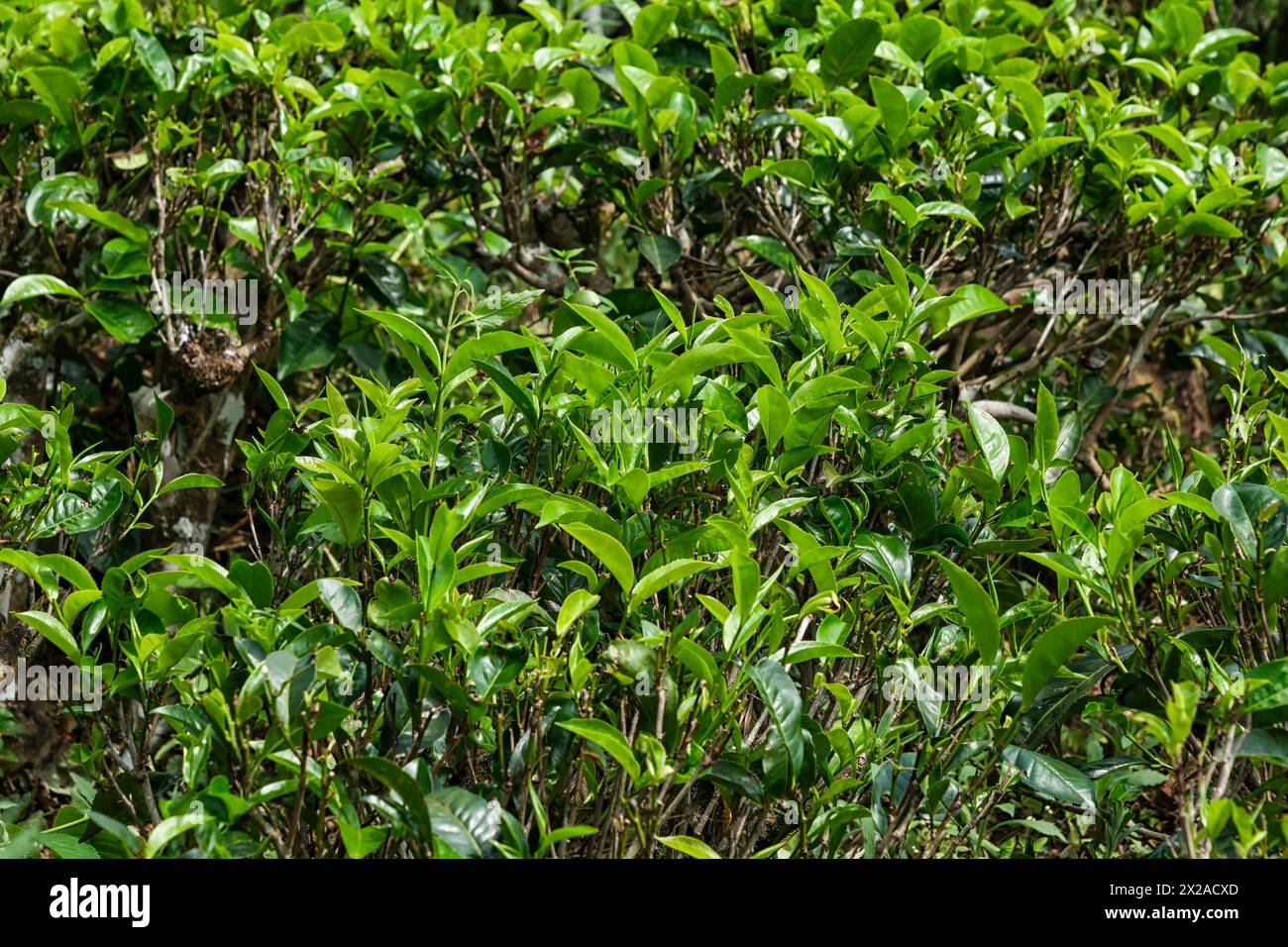 Close up tea leaves hi-res stock photography and images - Alamy