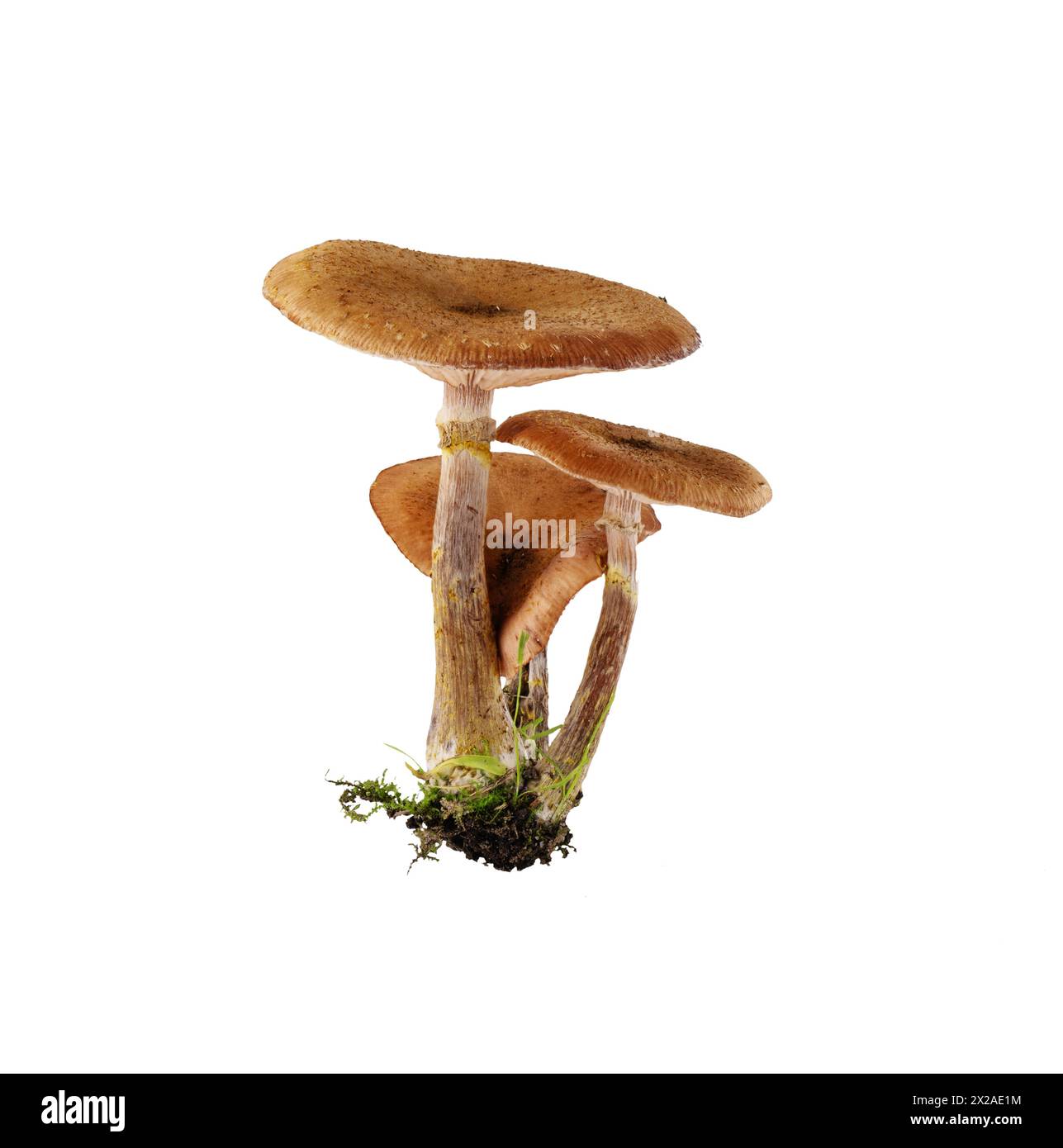 Bunch of mushrooms isolated on white background. Mushrooms with moss cut out for design. Stock Photo