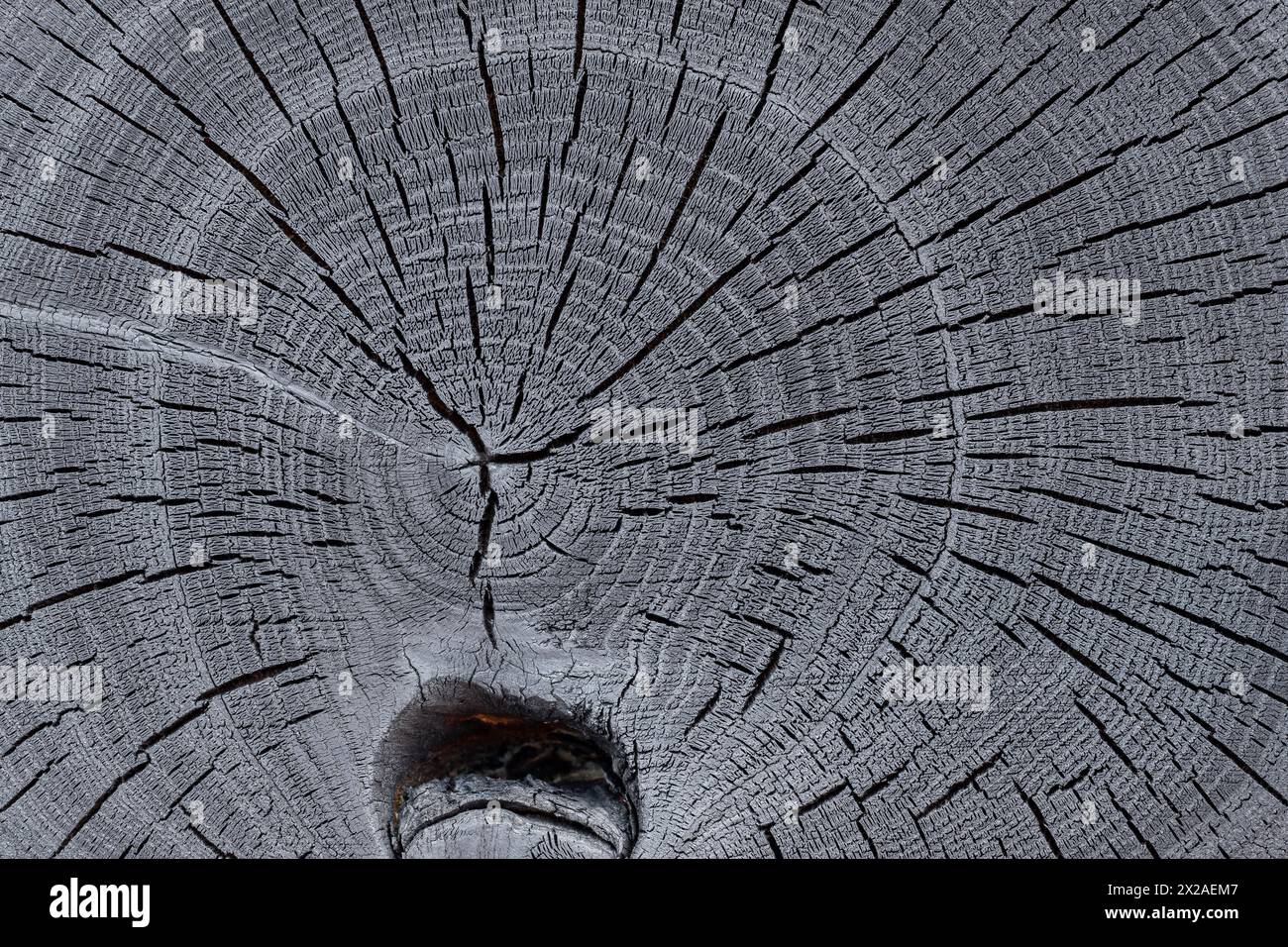 Burnt acacia tree with detailed growth rings and cracks on its cross-section structure. Wood grain Stock Photo