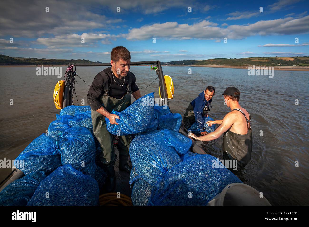 Cockle gatherers loading sacks of cockles onto boat during incoming tide Stock Photo