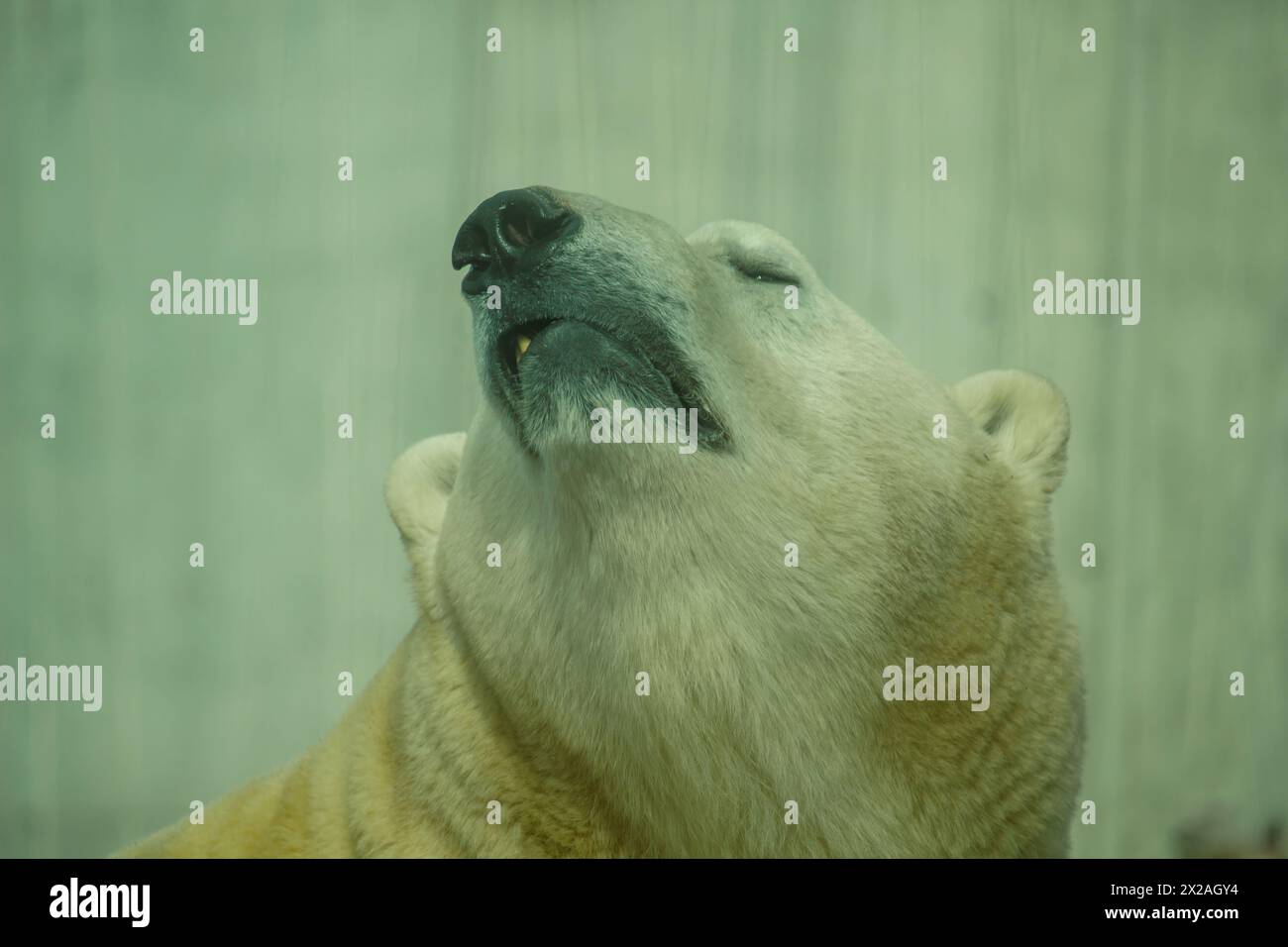 The Polar Bear is the largest land carnivore of the world Stock Photo