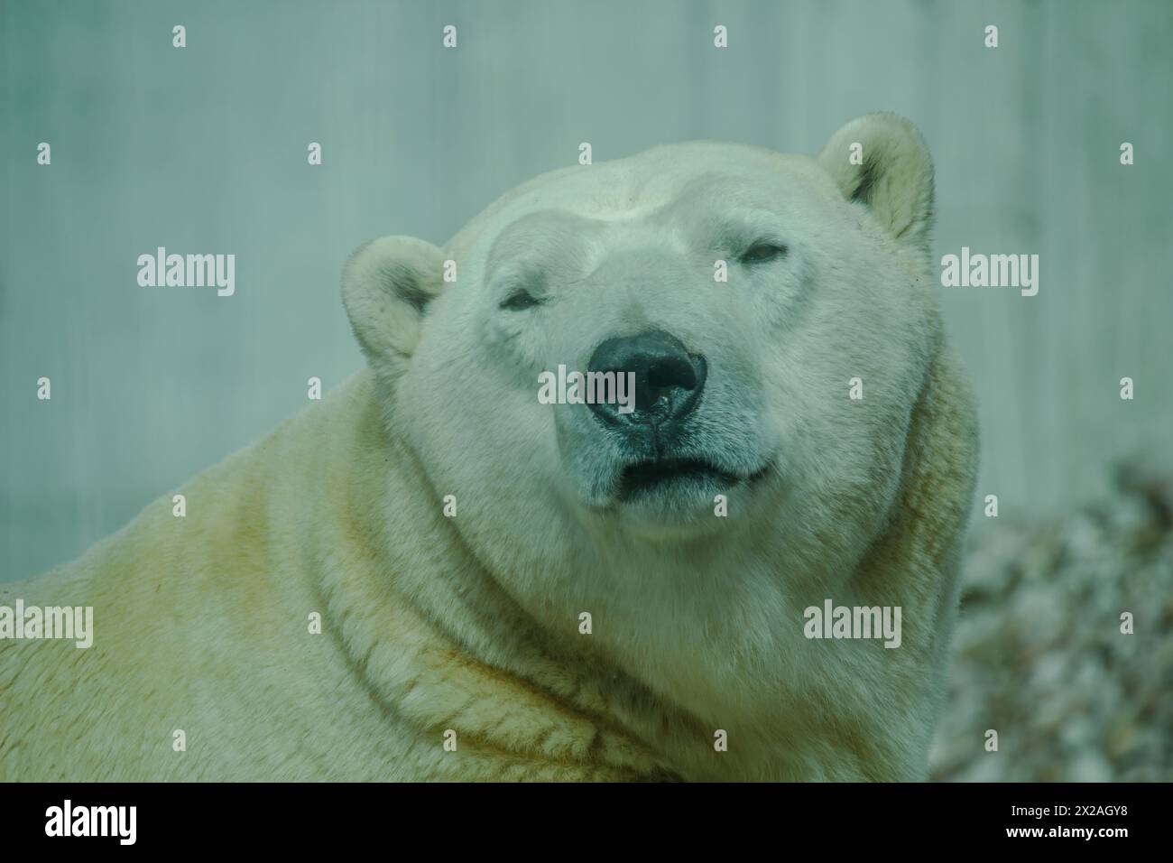 The Polar Bear is the largest land carnivore of the world Stock Photo