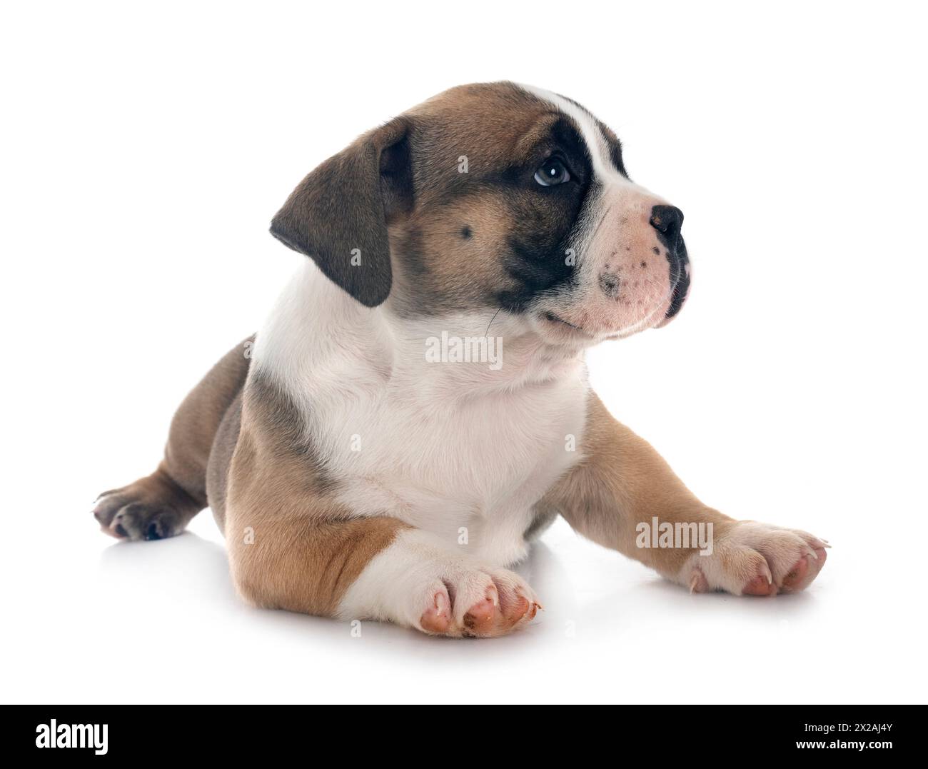 puppy american bully in front of white background Stock Photo