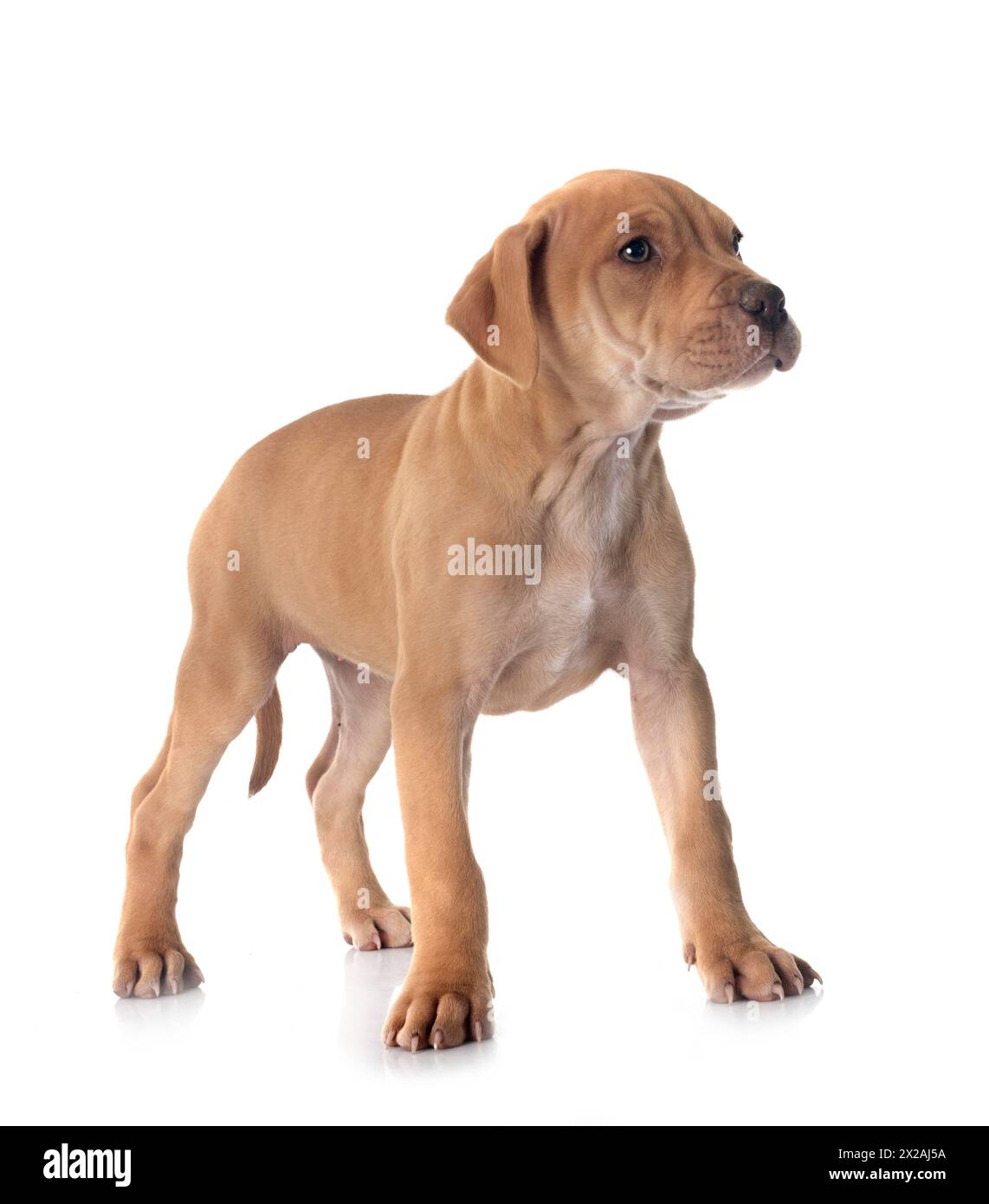 puppy american pit bull terrier and chihuahuain front of white background Stock Photo
