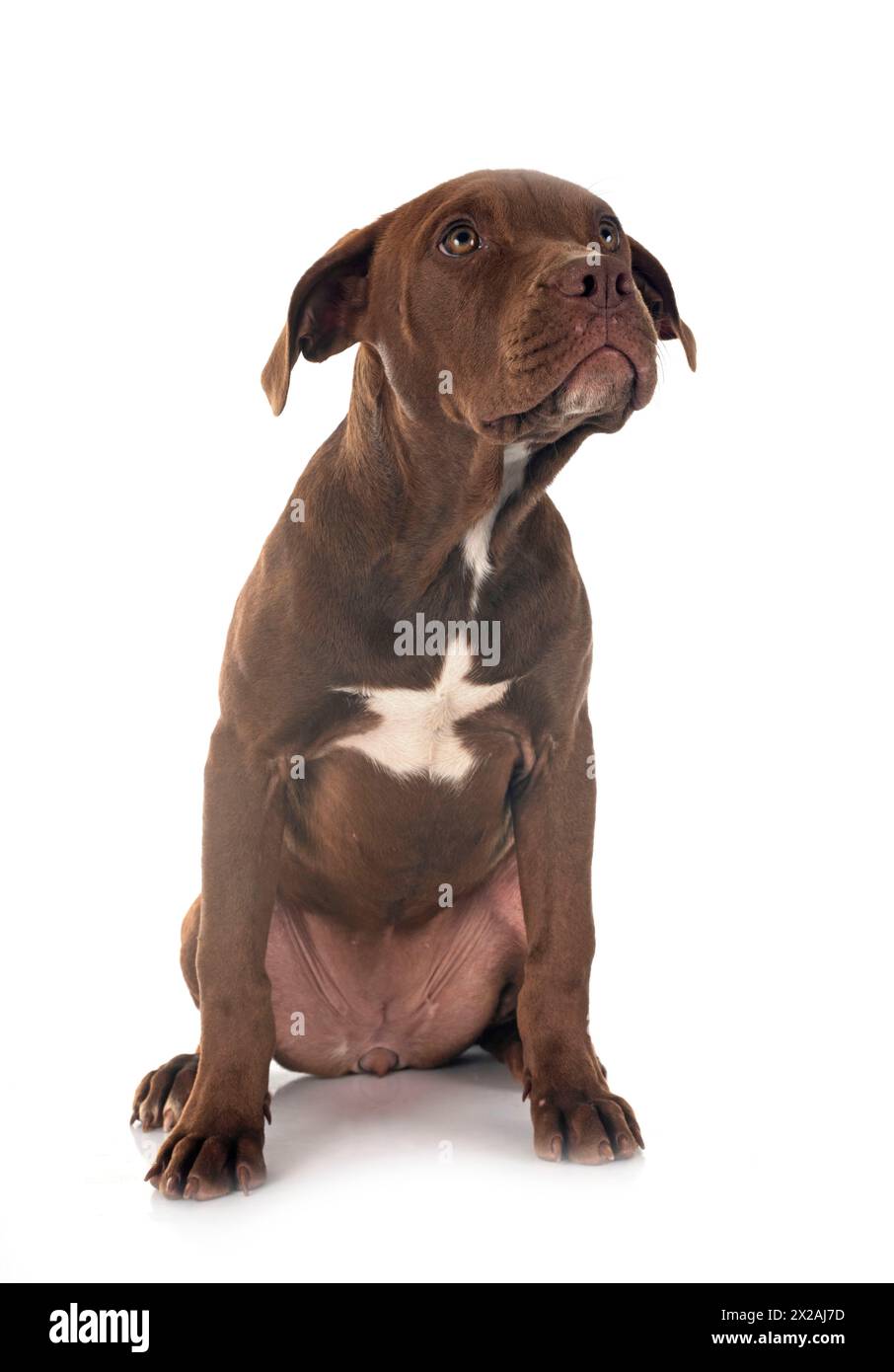 puppy american pitbull terrier posing in front of white background Stock Photo