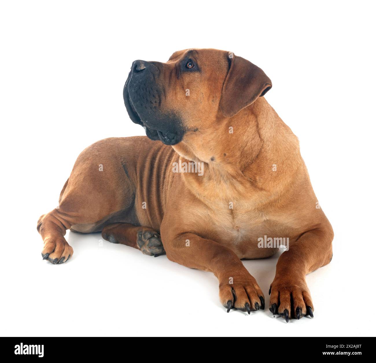 Rare breed South African boerboel posing in front of white background Stock Photo