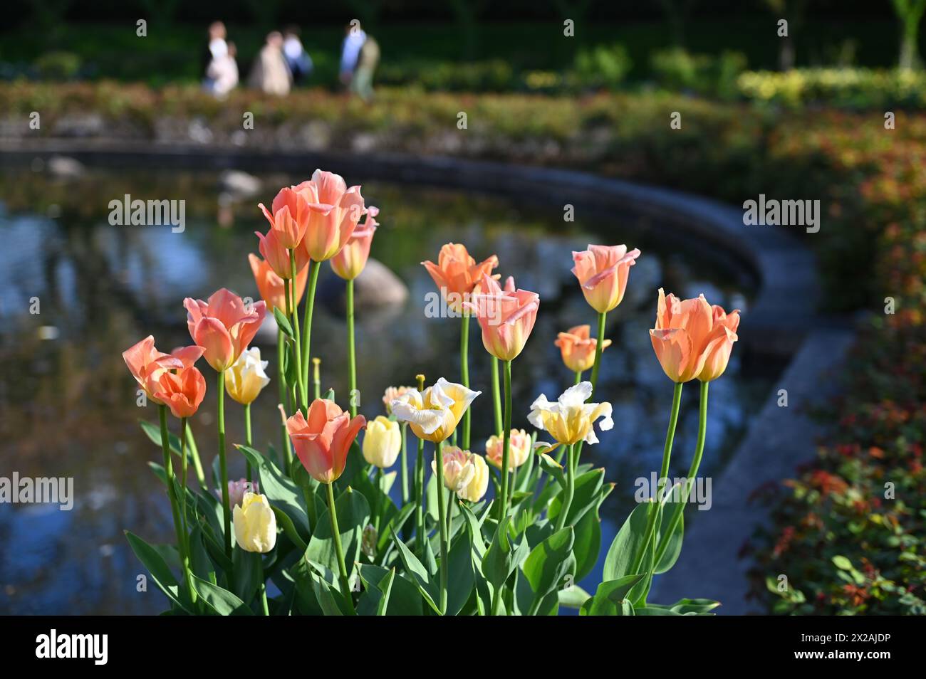 Tulips - Brooklyn Botanic Garden Stock Photo