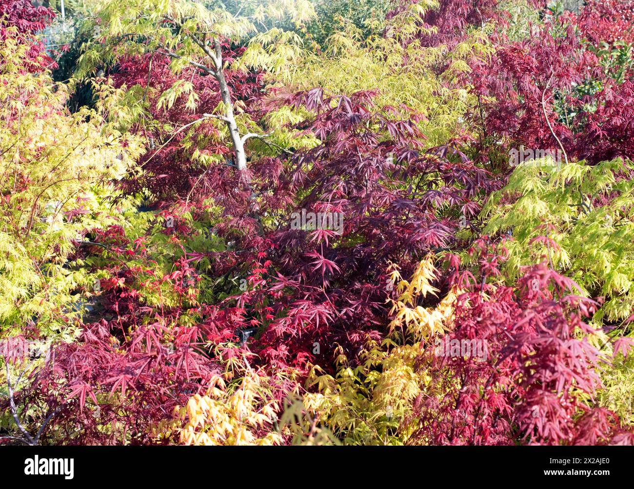 Fullmoon maple acer japonicum hi-res stock photography and images - Alamy