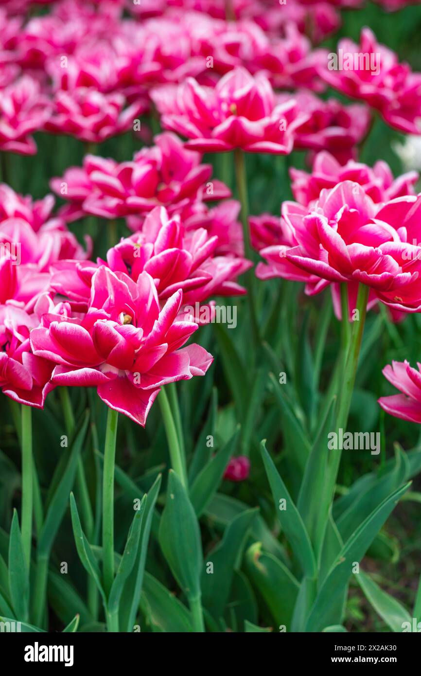 Red and white peony-flowered Double Early tulips ,Tulipa, Columbus bloom in a garden. a field of flowers is near. Tulip variety. High quality photo. H Stock Photo