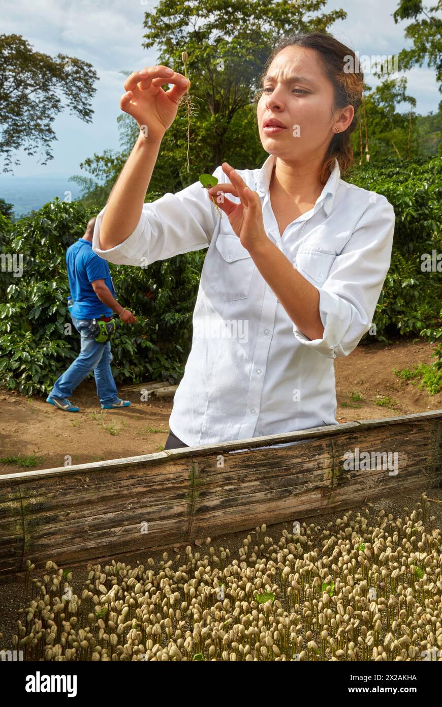 Germinated coffee, Hacienda San Alberto, Cafetal, Coffee plantations, Coffee Cultural Landscape, Buenavista, Quindio, Colombia, South America Stock Photo