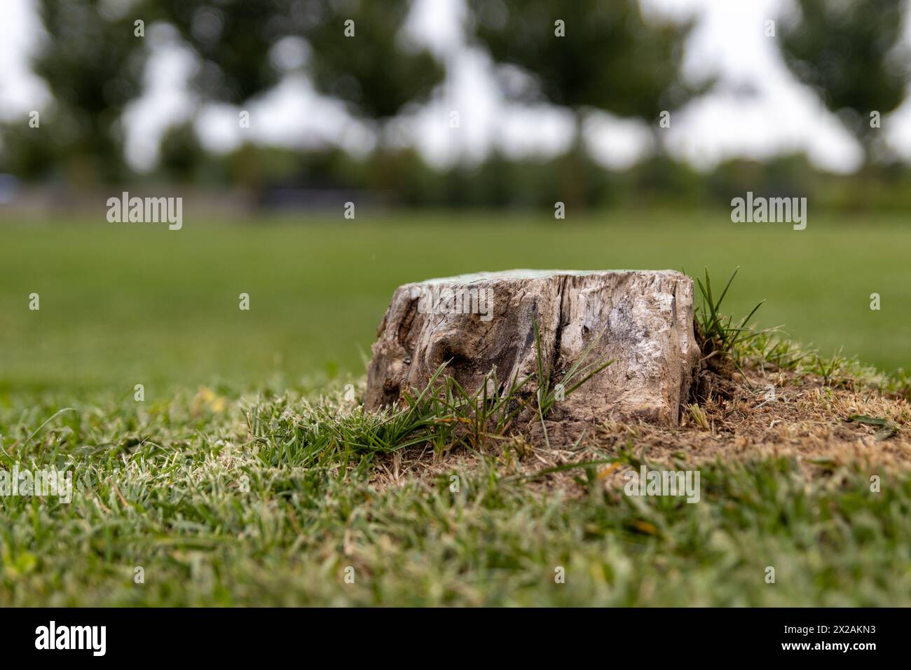 Close-up view of tree stump - surrounded by lush green grass - blurred ...