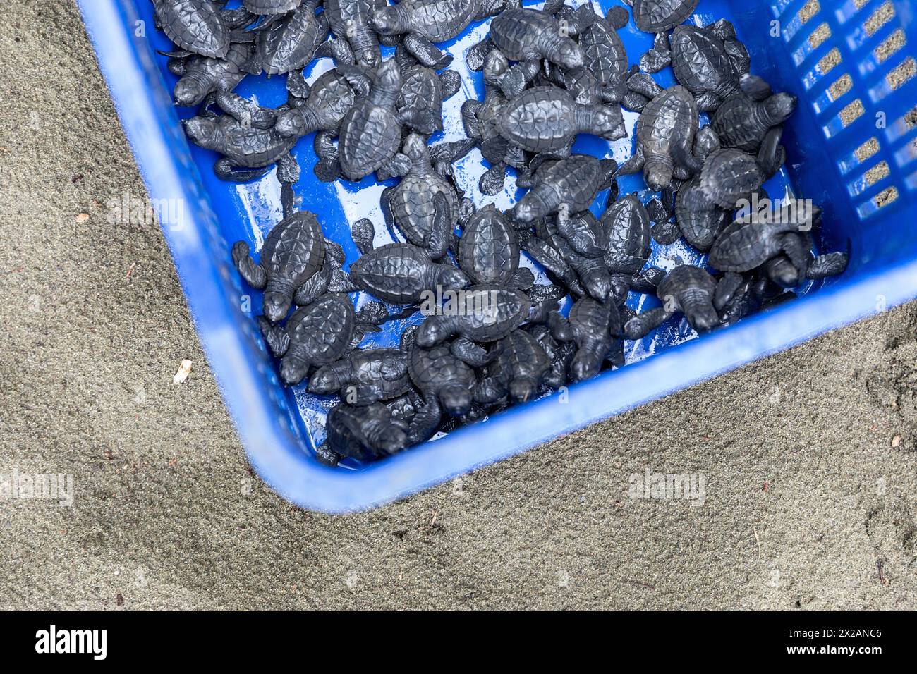 Baby Olive ridley turtles (Lepidochelys olivacea) or Laura turtles in plastic box prepared for release on Isla damas island in Costa rica Stock Photo