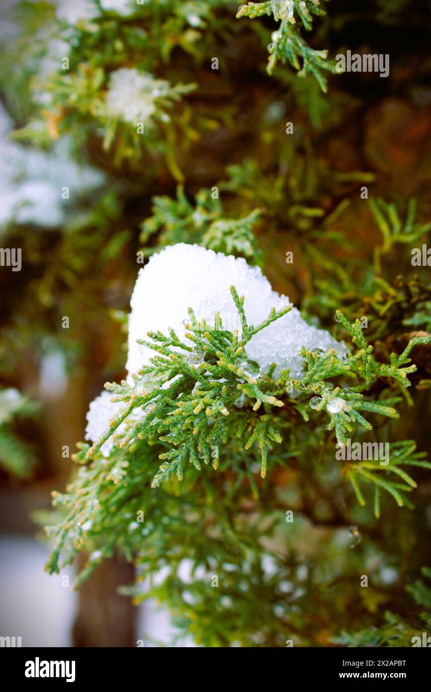 Cypress leaves covered with snow (Chamaecyparis sp.). Winter, London, Ontario, Canada Stock Photo