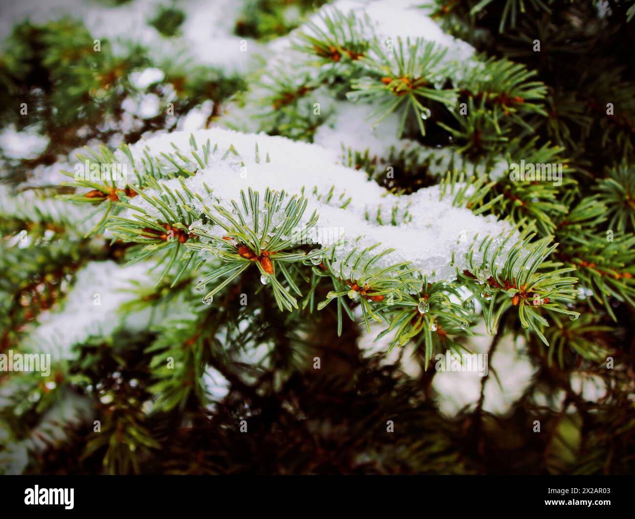 Caucasian fir (Abies nordmanniana) with male cones covered with snow, London, Ontario, Canada. Stock Photo