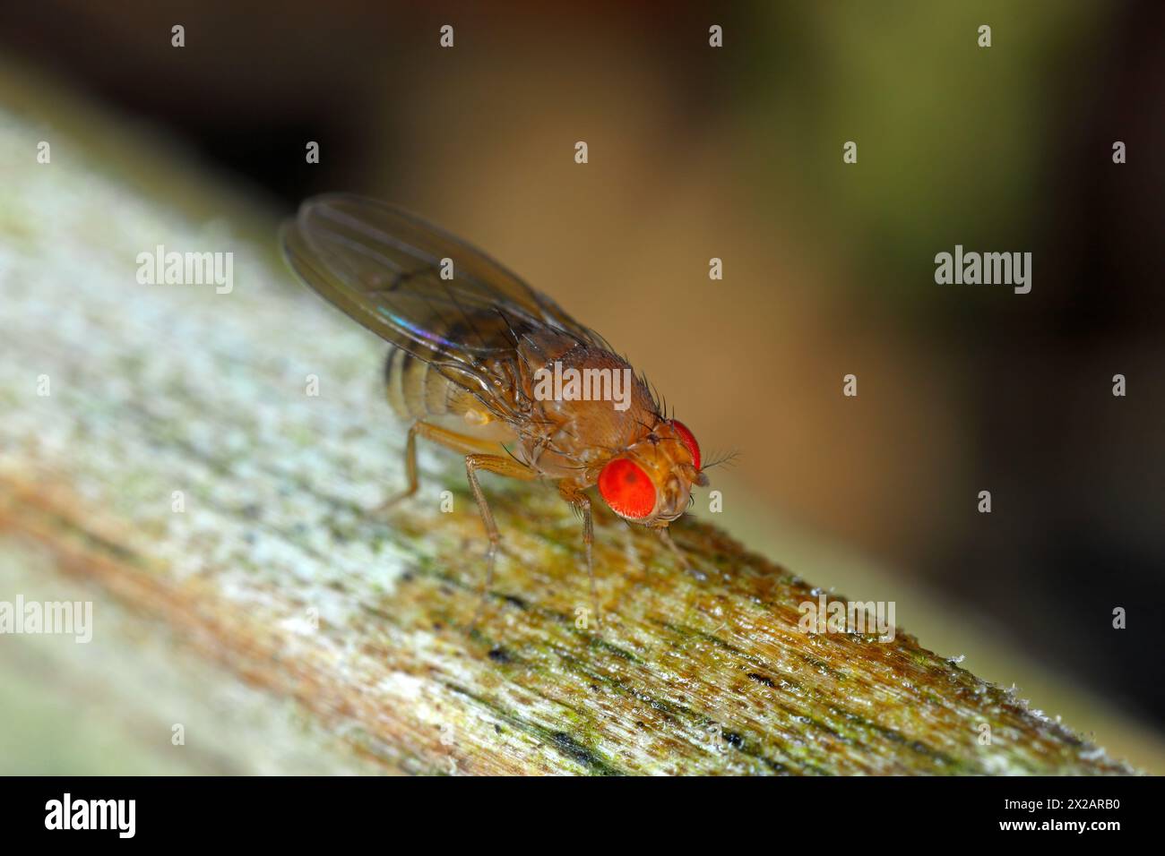 Drosophila suzukii, commonly called the spotted wing drosophila, cherry ...