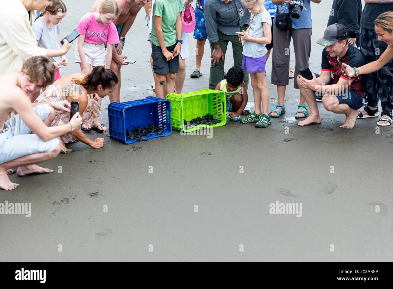 Tourists releasing baby Olive ridley turtles (Lepidochelys olivacea ...