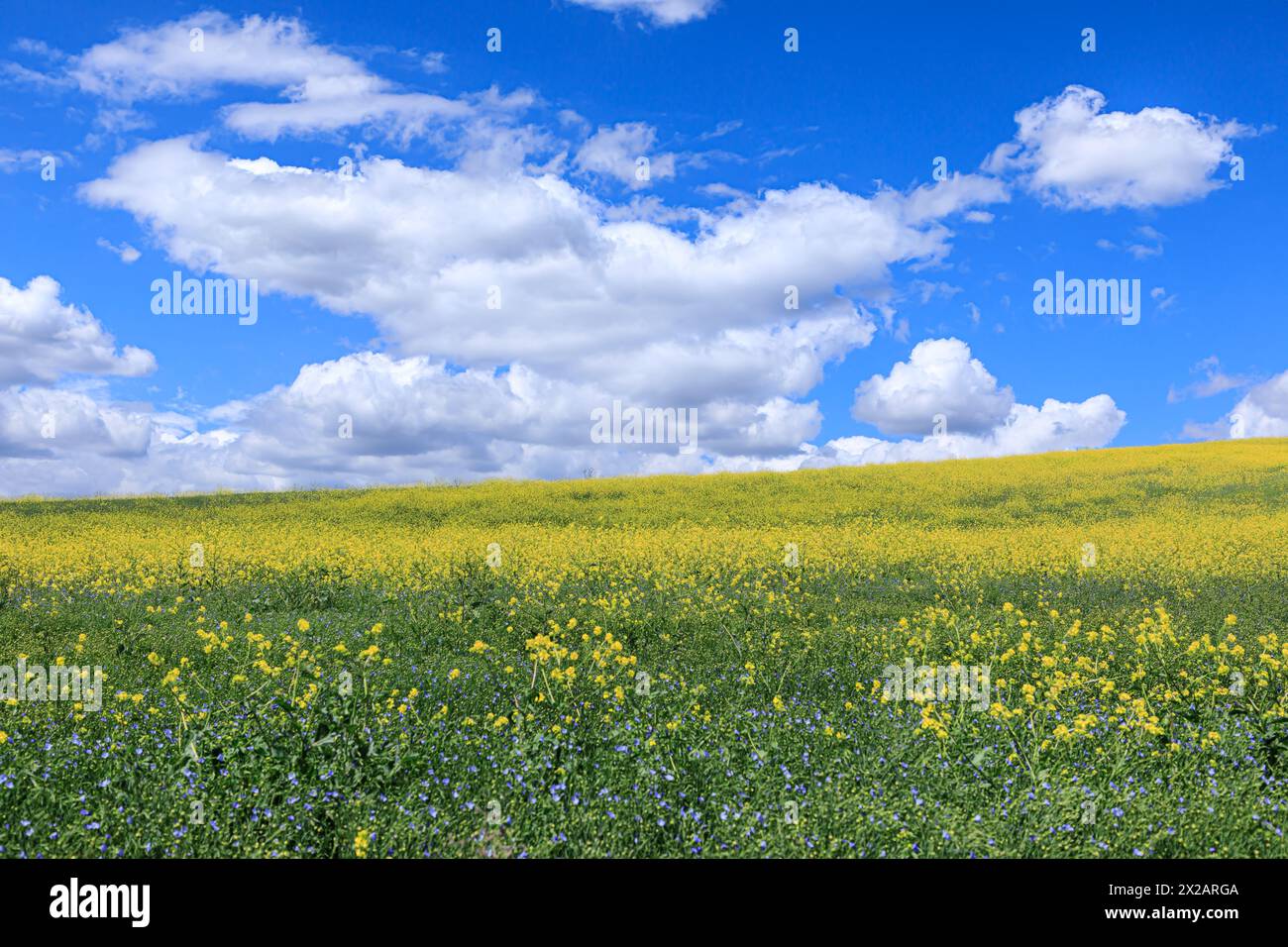 Blue sky with clouds over the spring flowers. Stock Photo