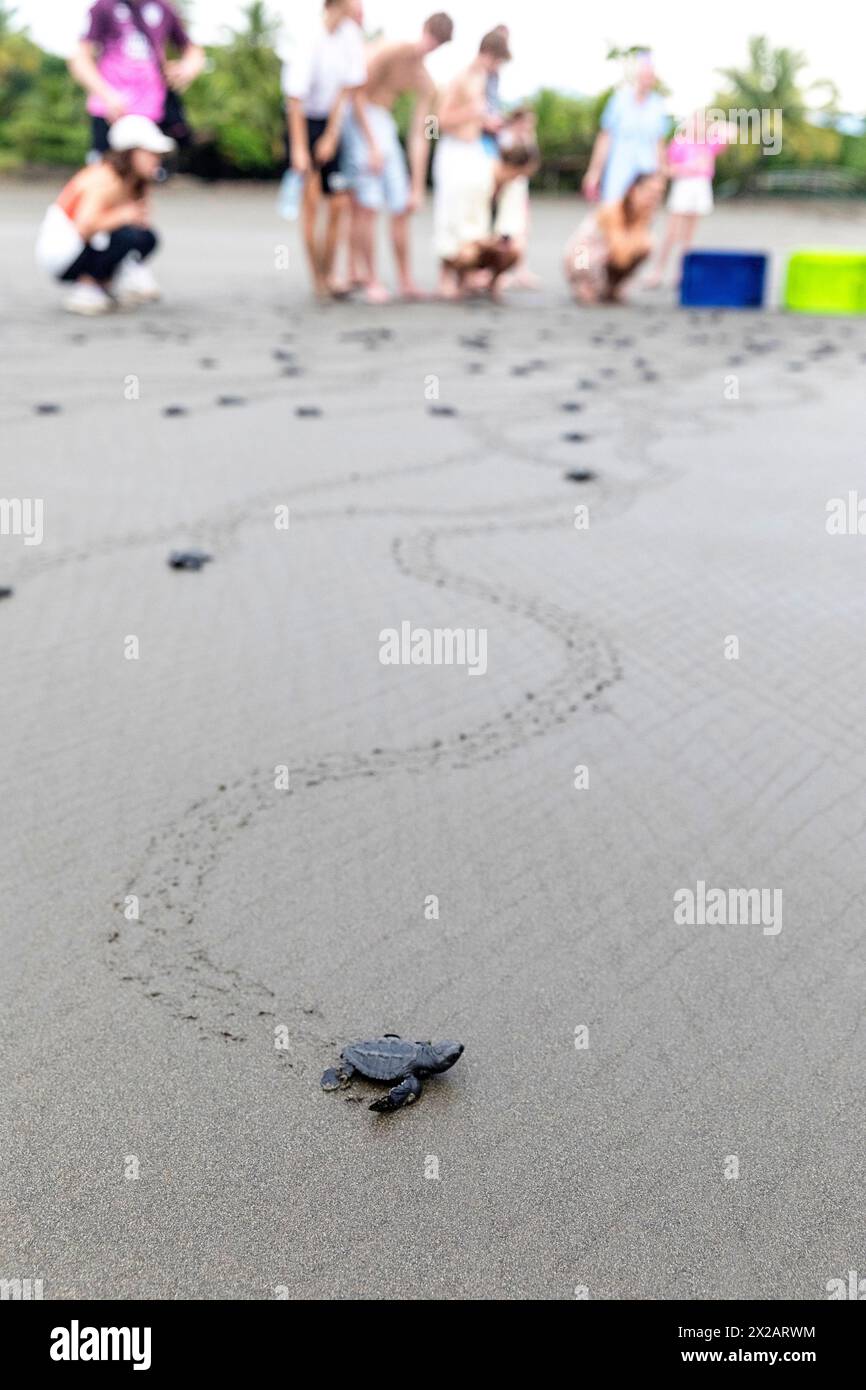 Tourists looking at baby Olive ridley turtles (Lepidochelys olivacea) or Laura turtles leaving the beach where they hatched, Isla damas, Costa rica Stock Photo