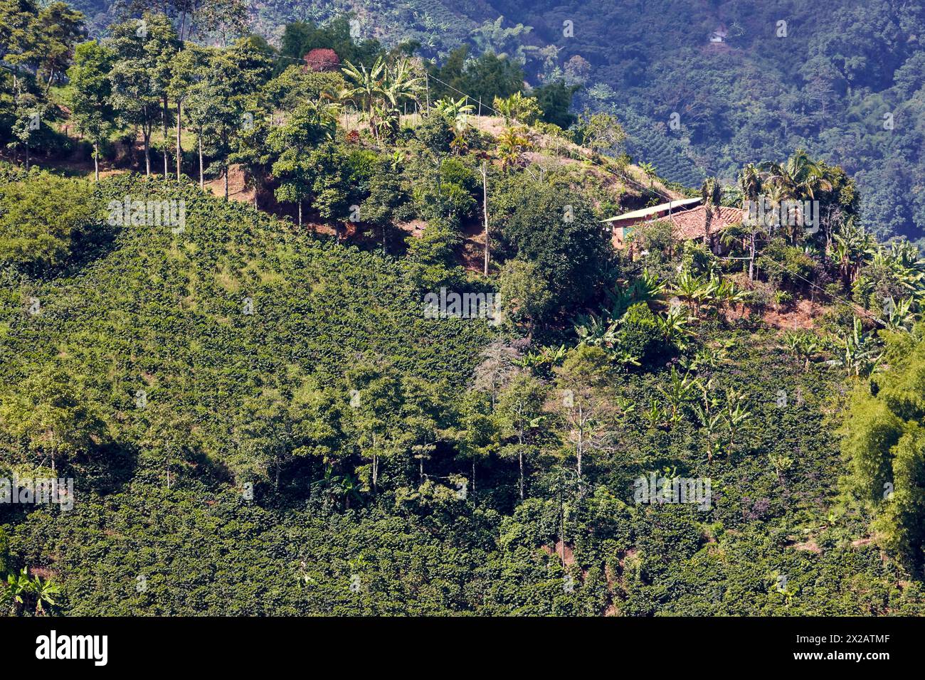 Cafetales, Coffee plantations, Santa Barbara, Antioquia, Colombia, South America Stock Photo