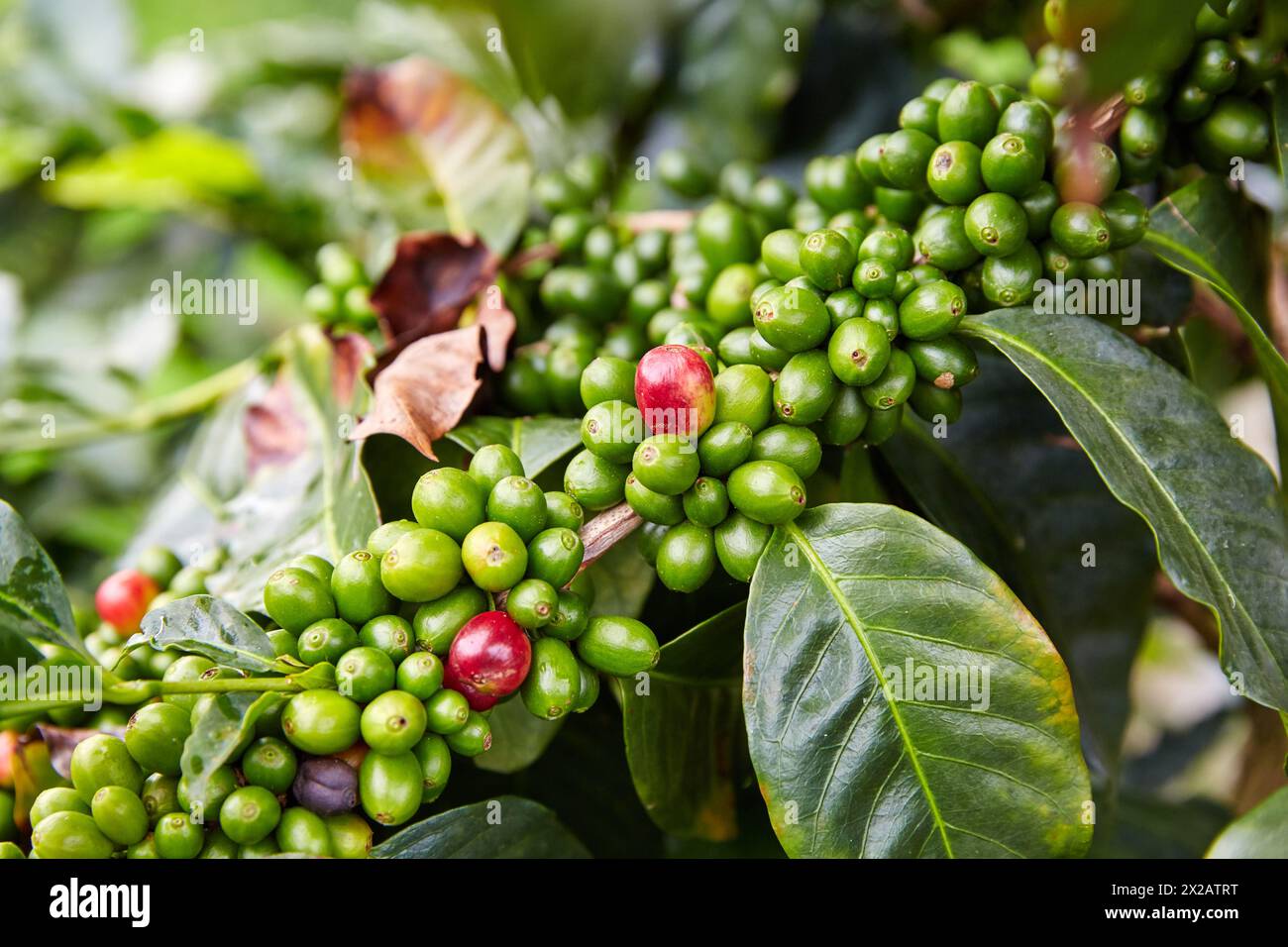 Cafetales, Coffee plantations, Coffee Cultural Landscape, Quindio, Colombia, South America Stock Photo