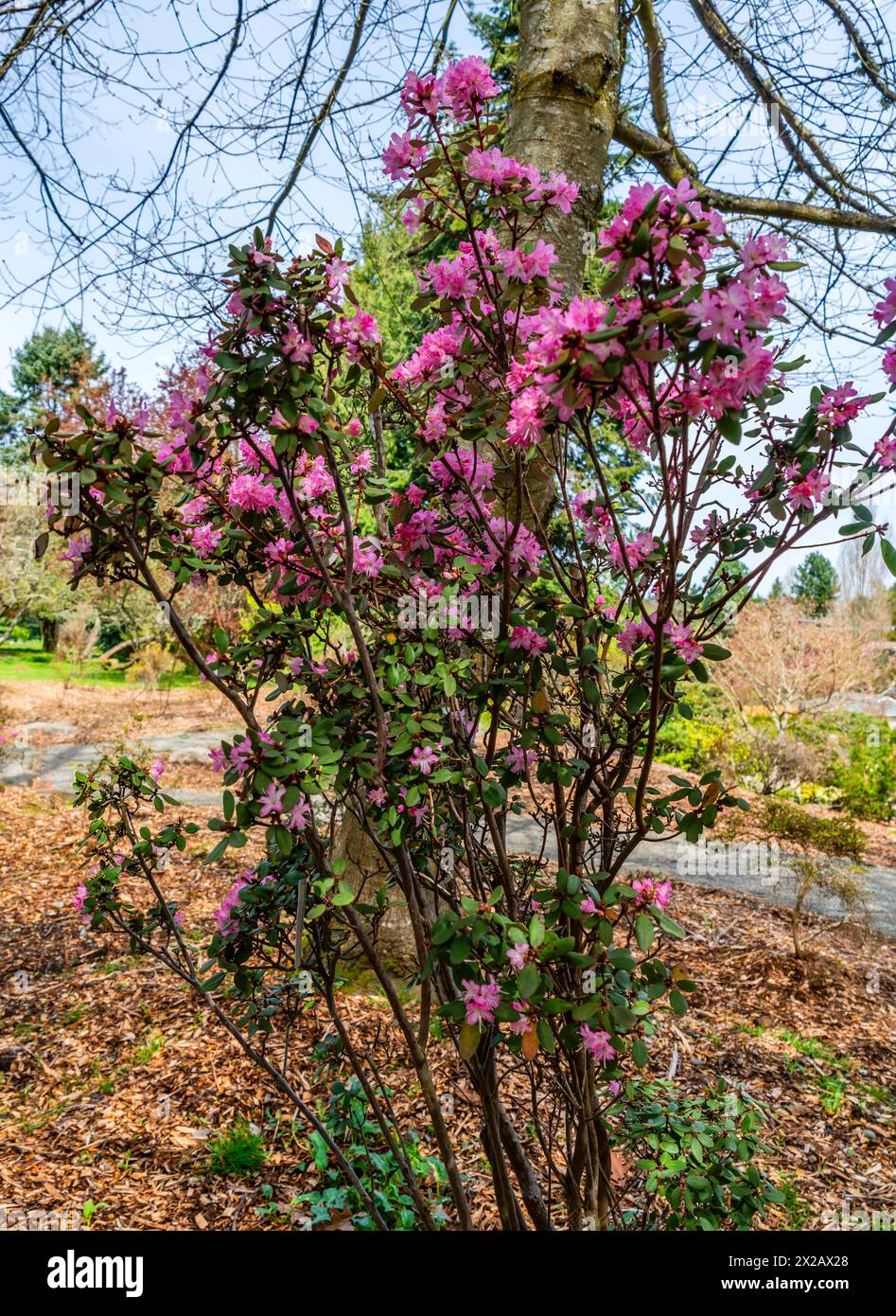 Brilliant pink flower bush at a garden in Seatac, Washington. Stock Photo