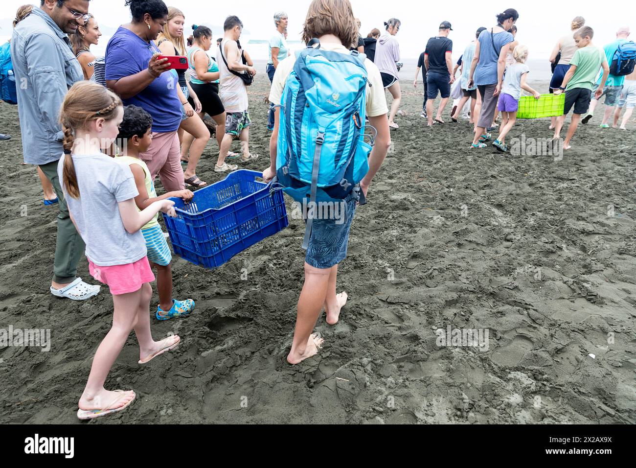 Tourists kids carrying baby Olive ridley turtles (Lepidochelys olivacea), Laura turtles in boxes to release them to ocean, Damas island, Costa rica Stock Photo