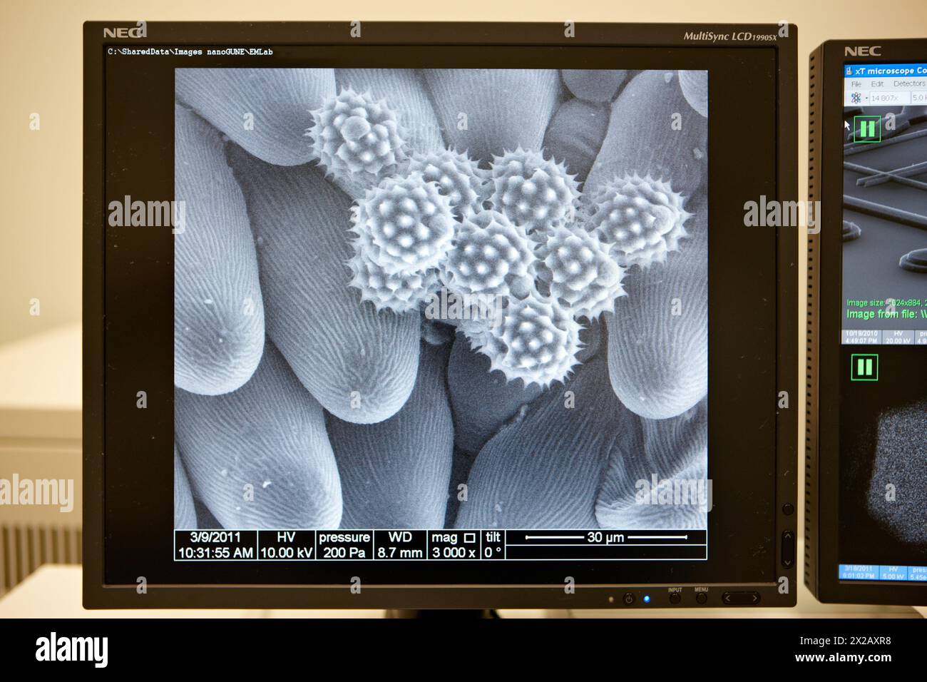 Polen images on SEM, Analysis of nanostructures and nanodevices, Environmental scanning electron microscopy Laboratory, ESEM, Microscope Quanta TM 250 Stock Photo