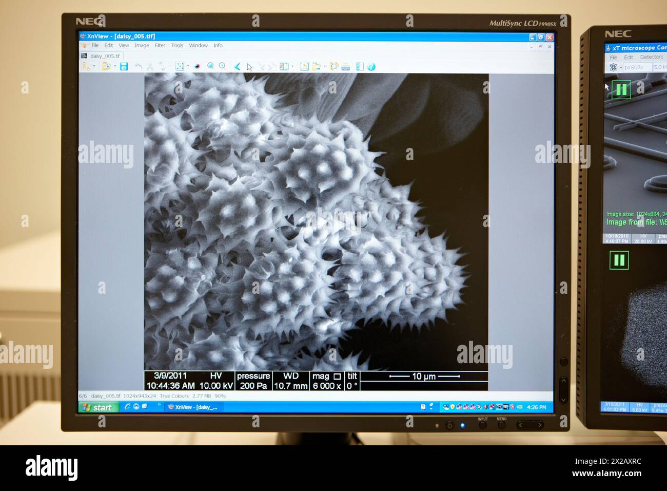 Polen images on SEM, Analysis of nanostructures and nanodevices, Environmental scanning electron microscopy Laboratory, ESEM, Microscope Quanta TM 250 Stock Photo