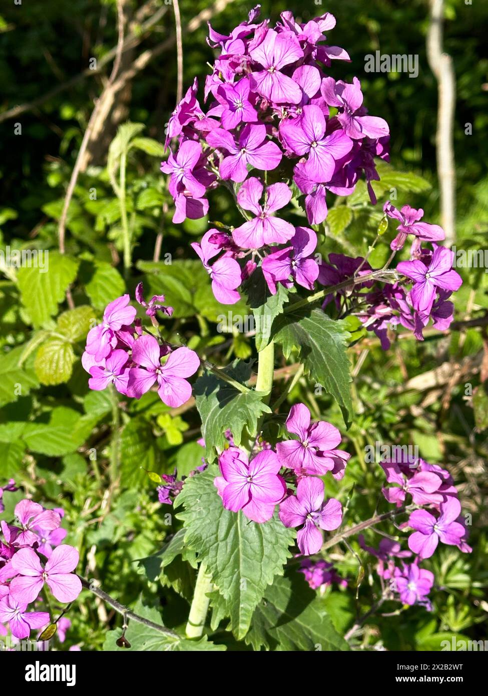 Annual Honesty growing in a hedgerow Stock Photo