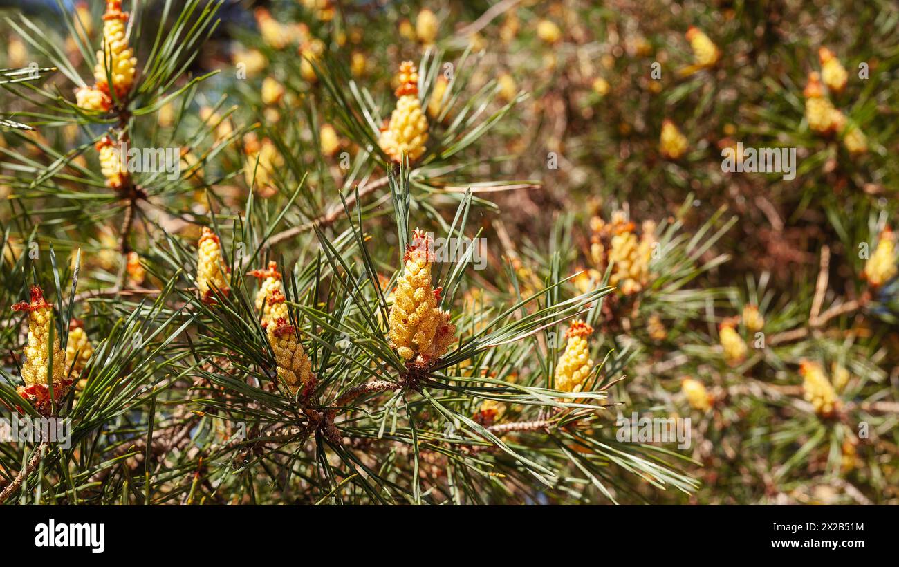Young yellow pine cones on long shoots. Pinus densiflora Umbraculifera. Stock Photo